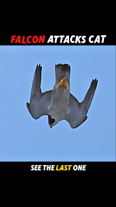 Falcon's speed vs cat's reflexes #trending #animals #wildlife #youtubeshorts #falcon #cat