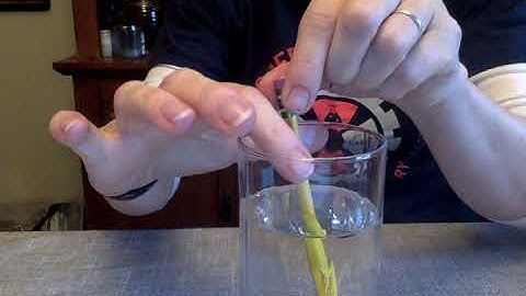 Broken Pencil Experiment