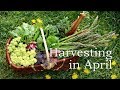 April harvest tour of our permaculture garden