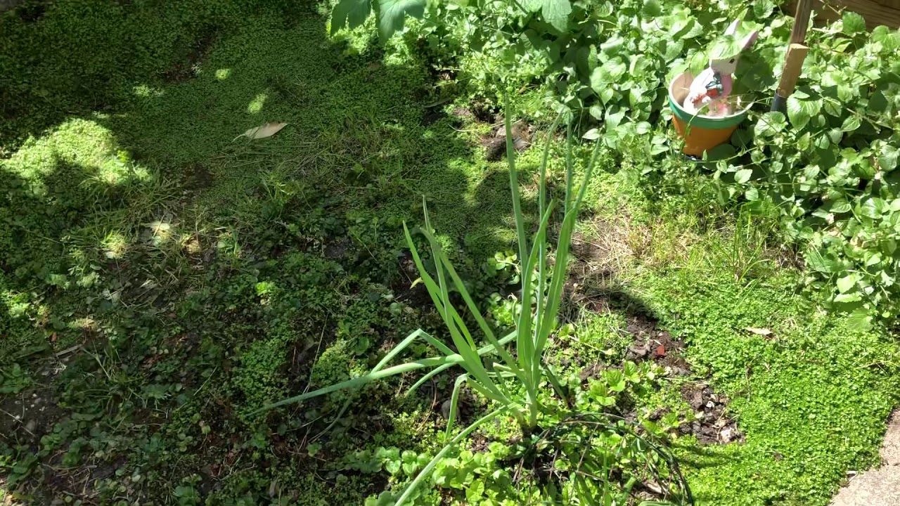 My garden with progress of potatoes