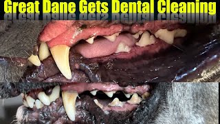 Finn the Great Dane Gets Dental and Growths Removed by Great Dane Channel 787 views 11 months ago 6 minutes, 15 seconds
