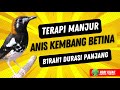Anis Kembang Betina Gacor Memanggil Jantan Mp3 - Mp4 Download