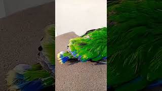 Download Lagu penampakan beby burung nuri bayan vos 1,5 bulan #shorts  #paruhbengkokindonesia MP3