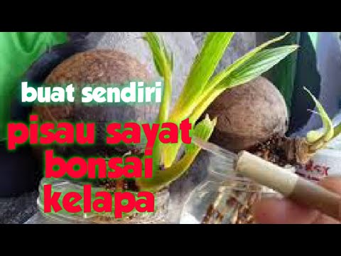 Mudah Dan Murah Cara Membuat Pisau Sayat Bonsai Kelapa Youtube