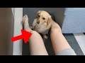 The owner giving their adorable dog a small piece of meat, its favorite treat【Dachshund dog】