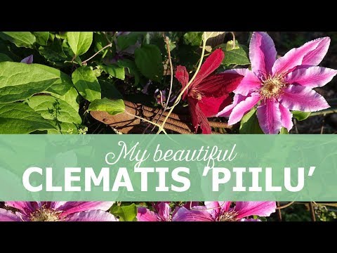 Video: Jenis Tanaman Clematis – Varietas Clematis Populer Untuk Kebun