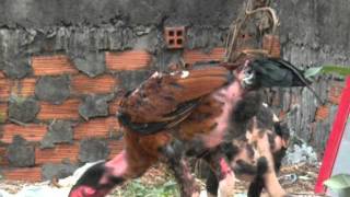 DSCN48852.AVI