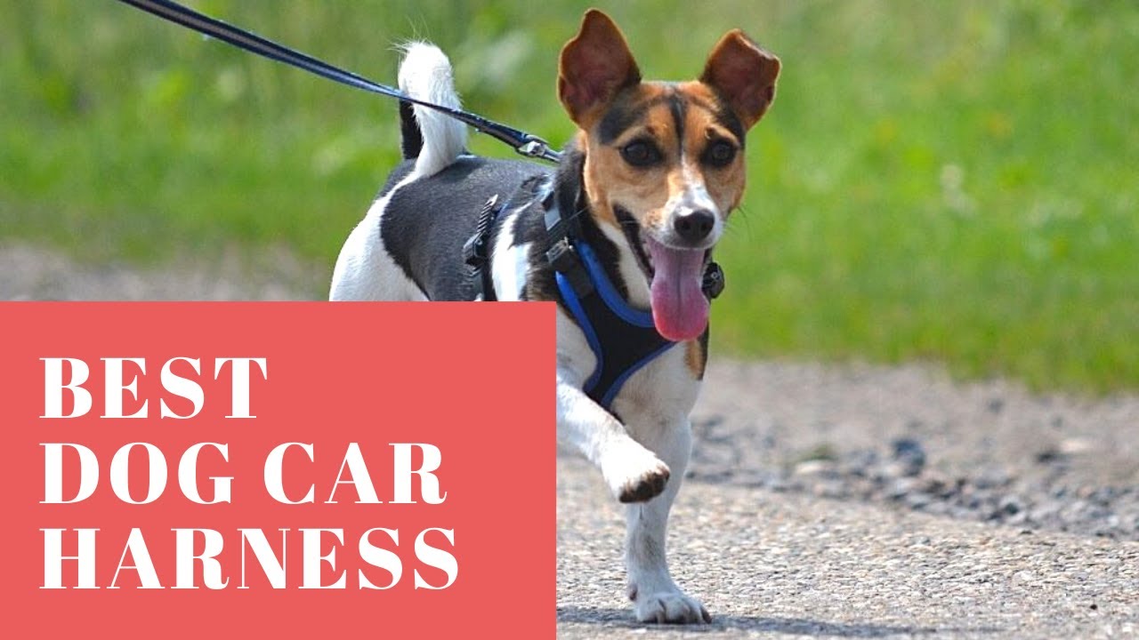 Best Dog Car Harness YouTube