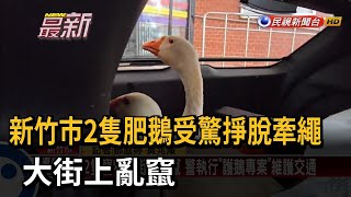 新竹市2隻肥鵝受驚掙脫牽繩 大街上亂竄－民視新聞