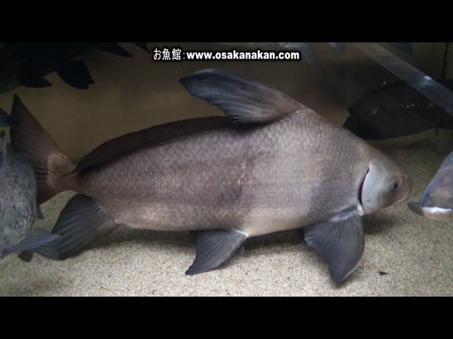 Watch エンツュイ（Chinese sucker Fish）学名：Myxocyprinus asiaticus on YouTube.