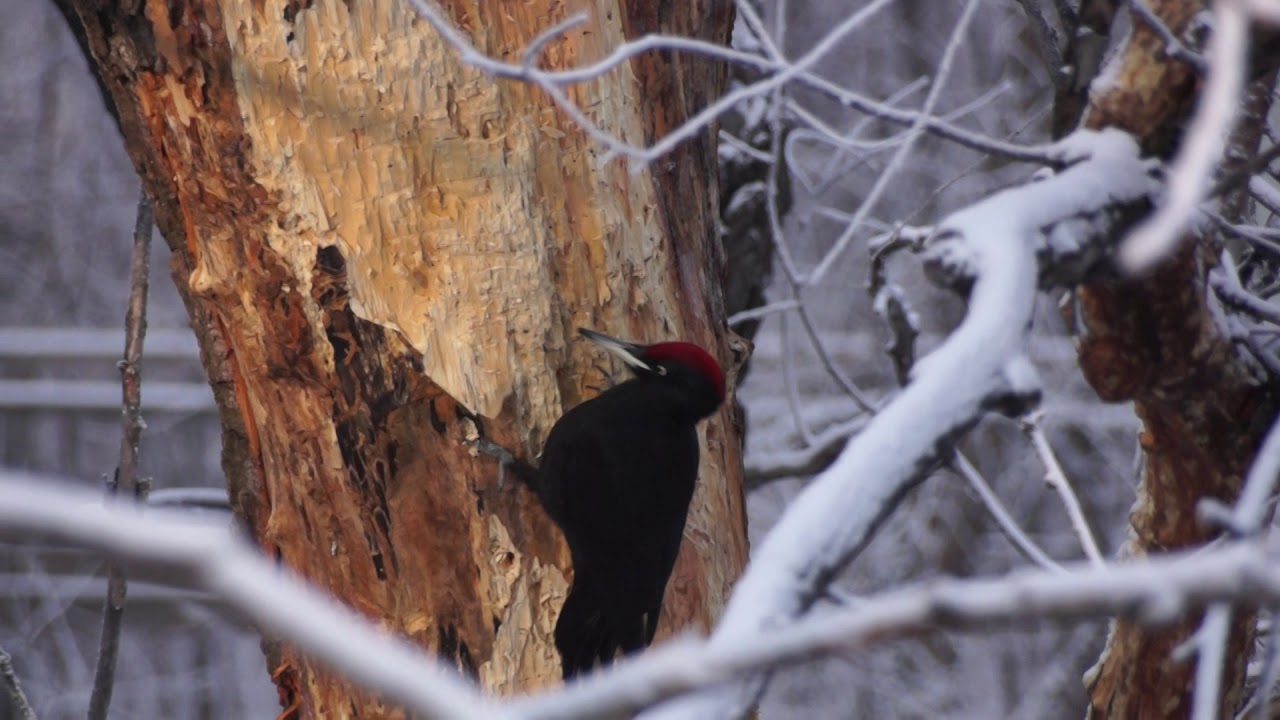 Дятел желна в нацпарке "Шушенский бор"