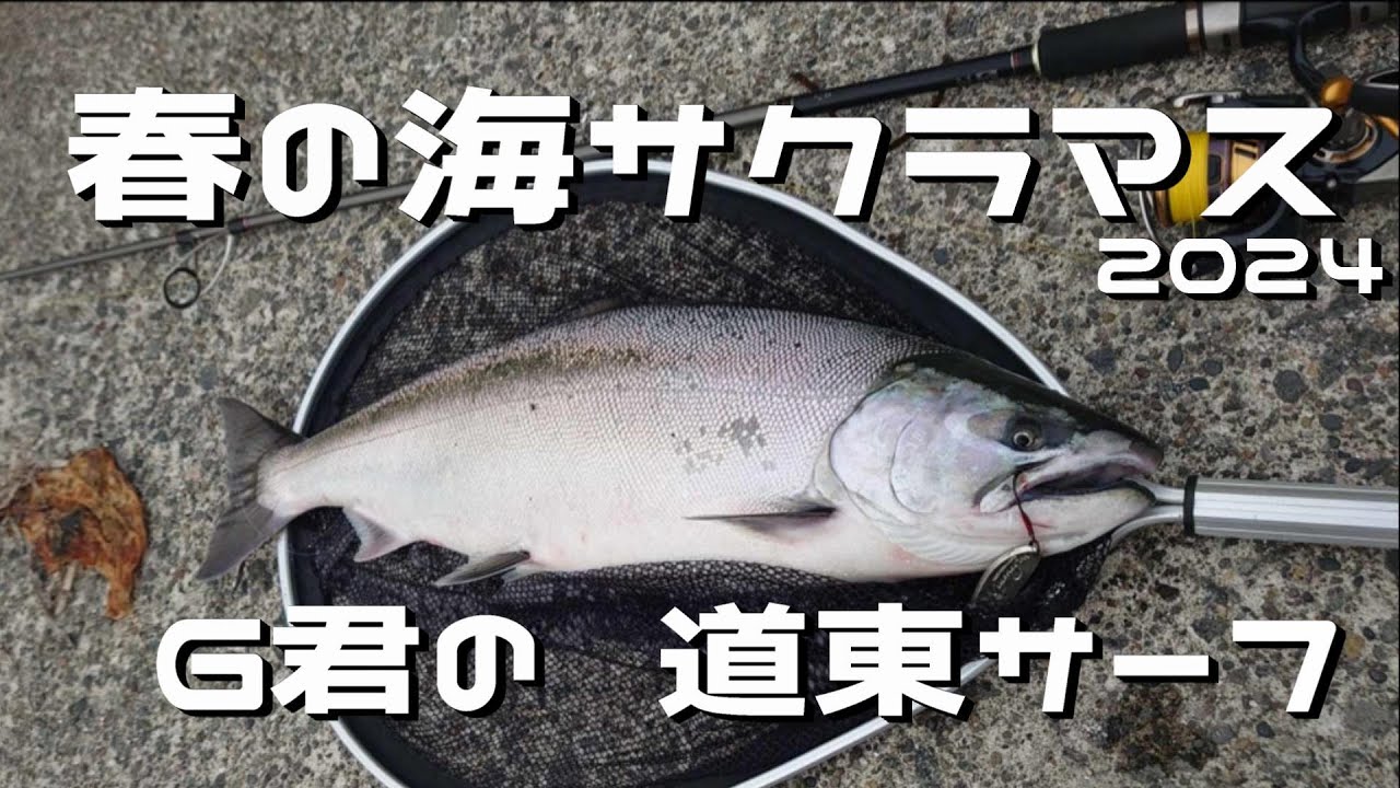 Spring Sea Cherry Salmon 2024 G-kun's Eastern Hokkaido Surf - YouTube