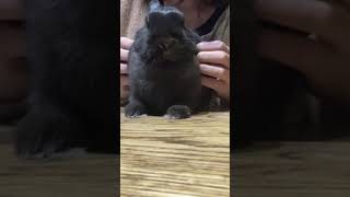 Bunnys Cheeks Are So Chubby