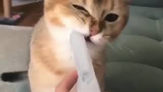 Les Solutions Efficaces Pour Empecher Son Chat De Faire Des Betises
