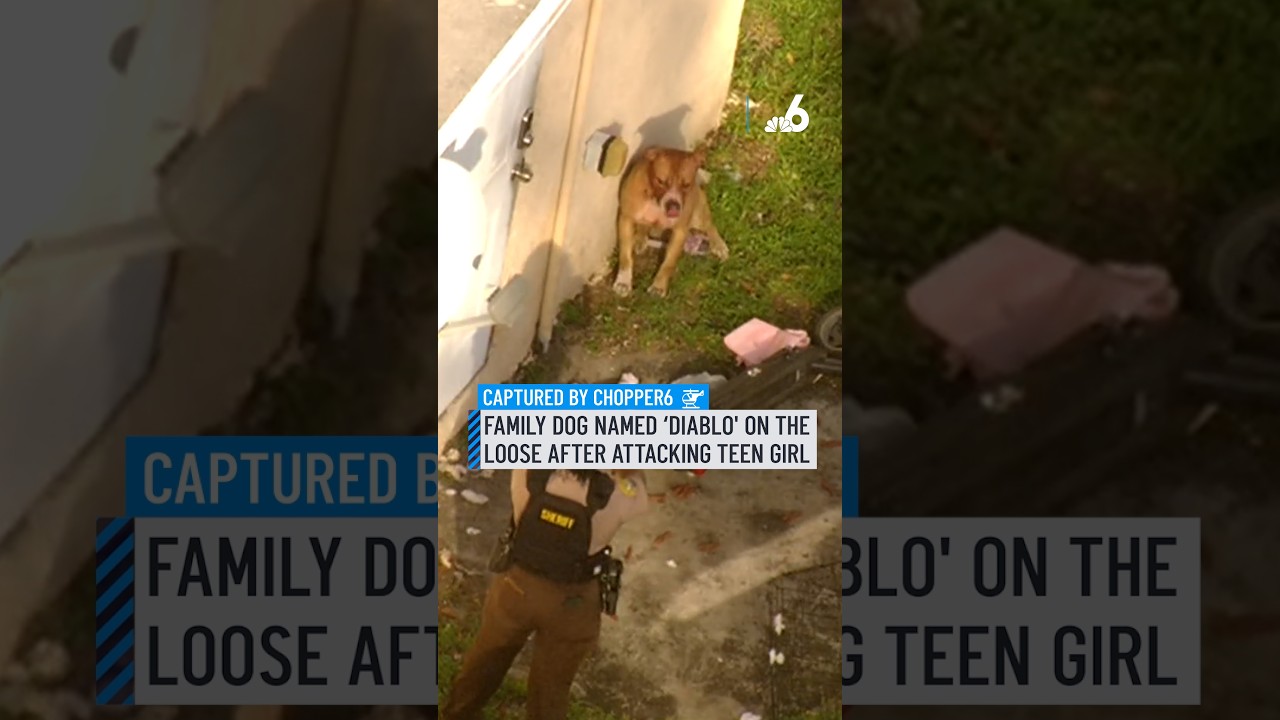 Family dog named ‘Diablo' on the loose after attacking teen girl