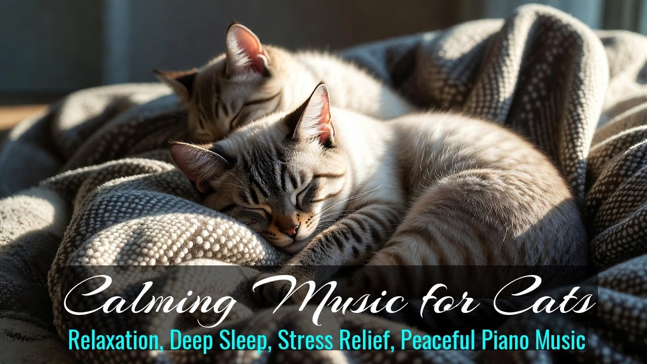 LIVE Peaceful Kitten Sleeping for Sleep Aid 🌙 | Season 46