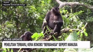 Penelitian Terbaru: Kera Bonobo “Berbahasa” Seperti Manusia