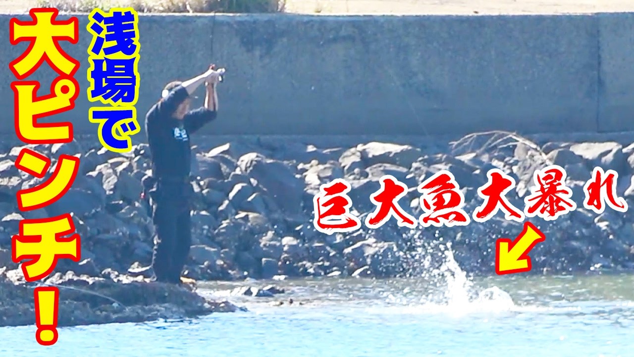 A giant fish was caught in water only 50cm deep, putting us in a