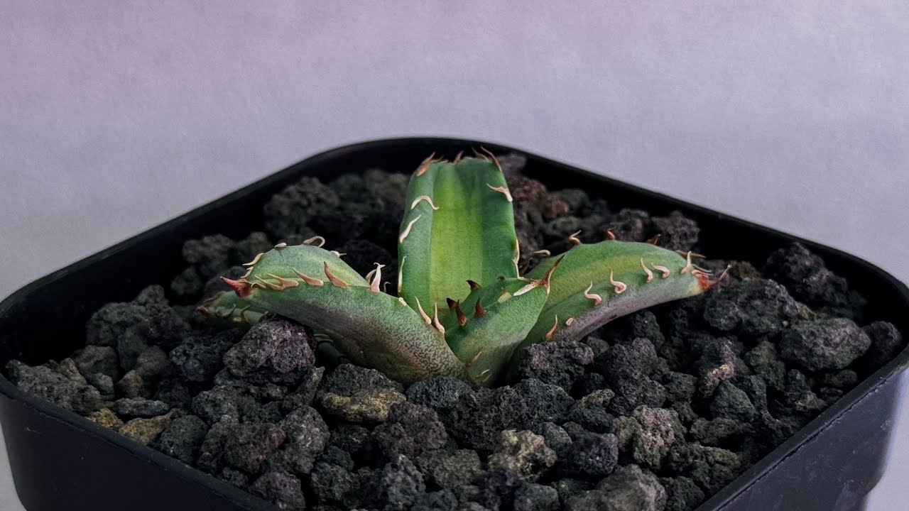 20260614 アガベ・チタノタ 姫厳竜白中斑（芽）-004｜agave titanota