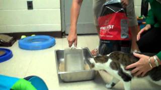 World's Best Cat Litter™ Charity - DC Delivery Day Highlights