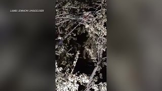 VIDEO: Bobcat spotted in downtown Kalispell