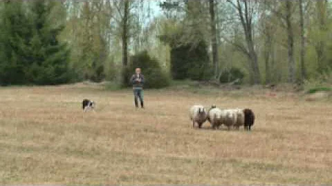 Working Sheepdog - Bill - Border Collie - Alexande...