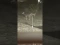 Deer eating in a front yard #animals