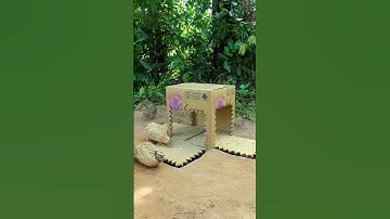 New creative amazing bird trap Quail Trap #shorts #create #traps