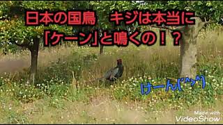 日本の国鳥🦅キジは本当に「ケーン｣て鳴くの！？