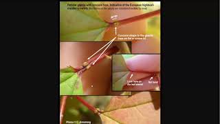 Highbush Cranberry Id And Growing Guide