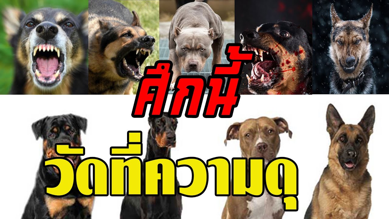 หมา พัน ดุ  2022 Update  หมาดุ 10 อันดับสายพันธุ์สุนัขที่อันตรายที่สุดในโลก