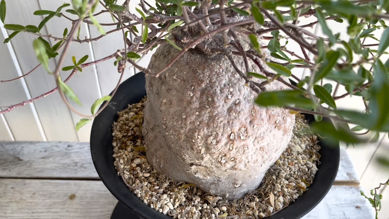 フォッケア エデュリス 火星人 - YouTube