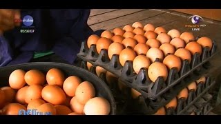 เกษตรทำเงิน : ไก่ไข่ออร์แกนิก เลี้ยงหลังบ้านต้นทุนต่ำ