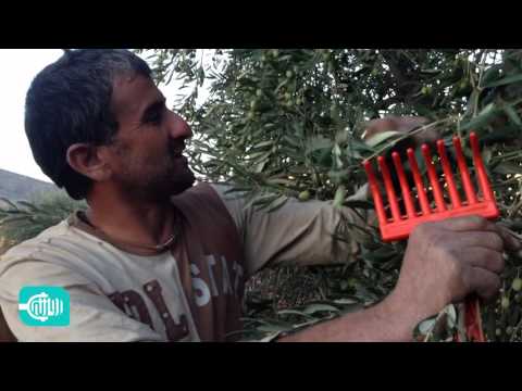 شاهد كيف يتم قطف الزيتون وتسويقه في عفرين