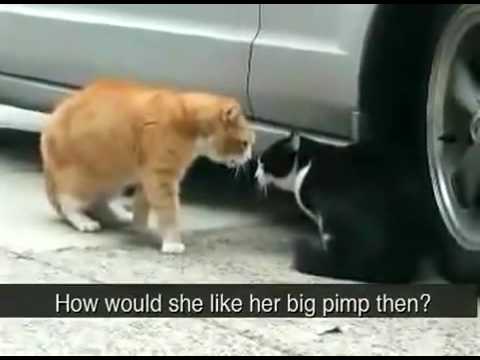 funny cat  pissed off at her boyfriend MUST WATCH YouTube