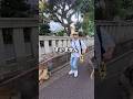 日本に300頭しかいない大型犬を撮りました!
