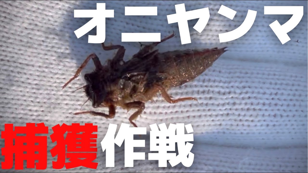 Catching a Golden Ringed Dragonfly Nymph Using Only a 100-Yen Shop Catching a Golden Ringed Dragonfly Nymph Using Only a 100-Yen Shop