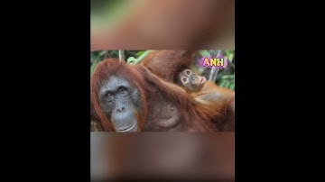 Discover the incredible world of Orangutans,the intelligent great apes🦧#Orangutans #SaveTheOrangutan