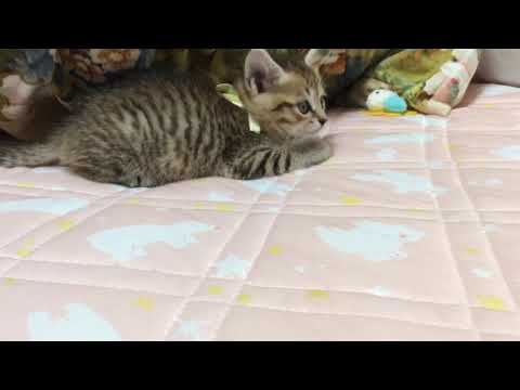 ねこ好き お尻モゾモゾ 猫かわいい Youtube ねこ好き お尻モゾモゾ 猫かわいい Youtube