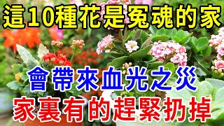 不是迷信這10種花是冤魂的家不僅破財還會帶來血光之災家裡種有的趕緊扔掉  |一禪一悟 #風水 #運勢