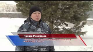 Астана. Собаки Астана. Собаки