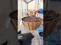 Planting Petunia Hanging Baskets Provenwinners Tidalwavepetunia E3wavepetunia Petunia Planting Petunia Hanging Baskets Provenwinners Tidalwavepetunia E3wavepetunia Petunia