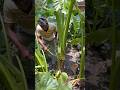 কচু বড় হবে ১০০% #viral #agriculture #foryou