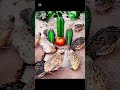 Birds trapping
