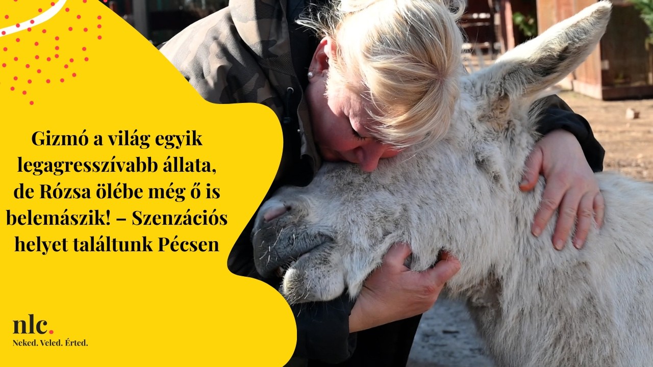 Gizmó a világ egyik legagresszívabb állata, de Rózsa ölébe még ő is belemászik!