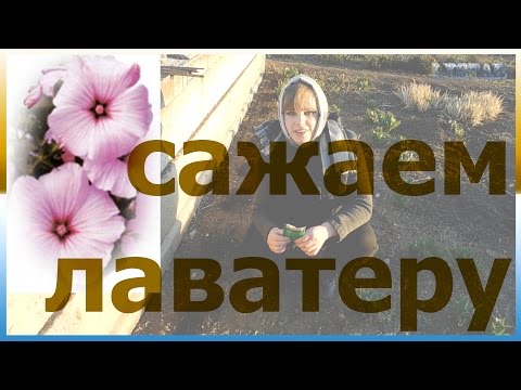 Видео: Имеют ли лаватера глубокие корни?