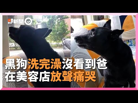 黑狗洗澡出來沒見爸 店裡「放聲痛哭」｜歐告｜寵物｜流浪犬