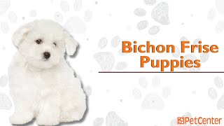 Is The Bichon Frise The Right Puppy For You?