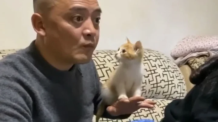 爸妈：“敢养猫就给你丢出去！” - 天天要闻