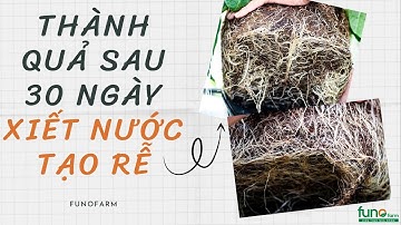 Kết quả XIẾT NƯỚC 30 ngày - KỸ THUẬT TRỒNG ỚT CHUÔNG - FUNOFARM